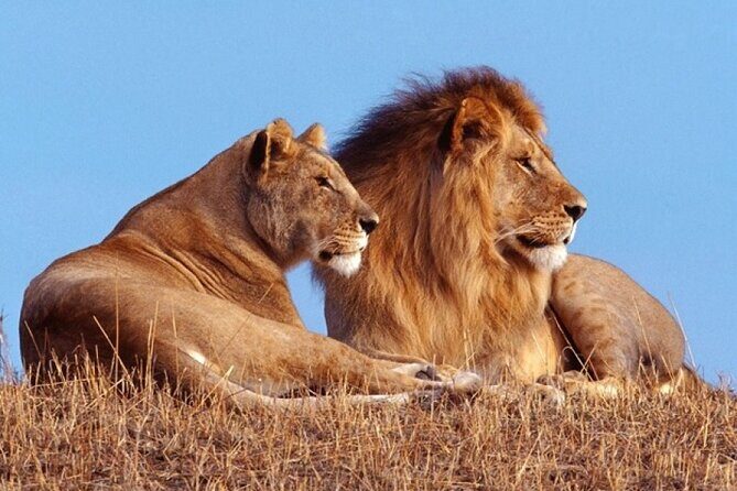 Private 1 Day Akagera Big Five Safari with pick up and lunch. - Key highlights I’d plan around