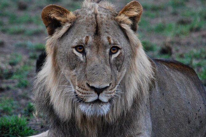 Private 1 Day Akagera Big Five Safari with pick up and lunch. - What the wildlife, birds, and water views feel like
