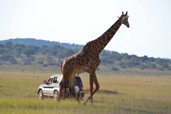 Private 1 Day Akagera Big Five Safari with pick up and lunch. - Lunch and bottled water: small inclusions that really help