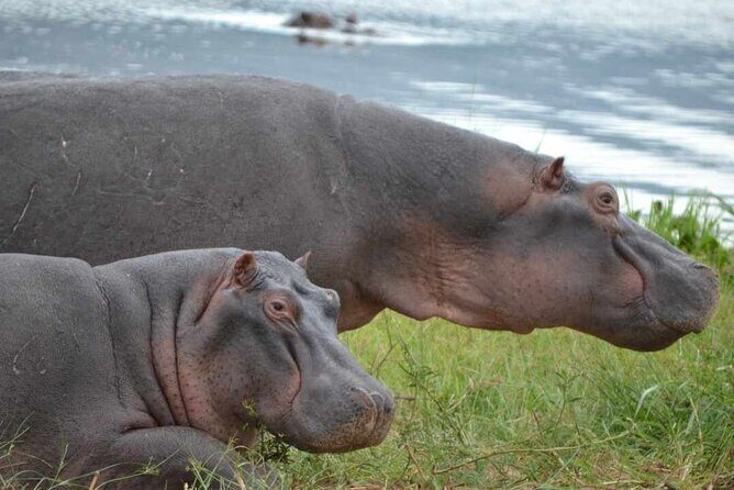 Private 1 Day Akagera Big Five Safari with pick up and lunch. - Who this private Akagera day trip suits best