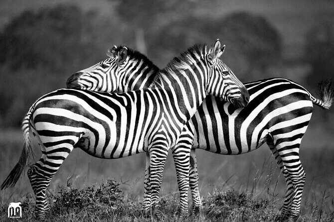 Private 1 Day Akagera Big Five Safari with pick up and lunch. - Small practical tips that make your day smoother