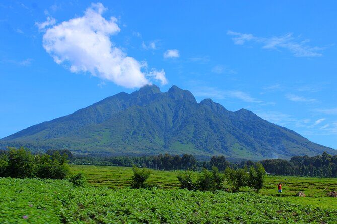 Scenic walk around volcanoes - Golden monkeys and gorilla country: wildlife moments without the heavy trek