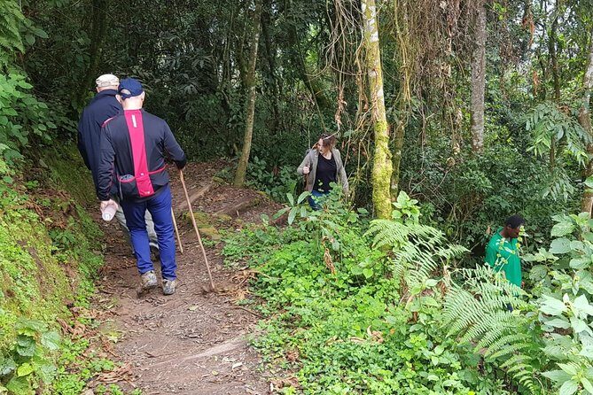 Three-day Nyungwe Canopy and Kivu Lake Adventure - Nyungwe Canopy at Uwinka: your best way to feel the rainforest