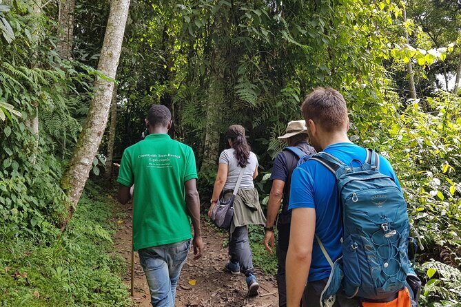 Three-day Nyungwe Canopy and Kivu Lake Adventure - The Day 1 hike back: short-ish, but don’t ignore the “rain + steps” combo